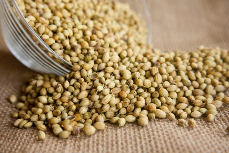 coriander-1