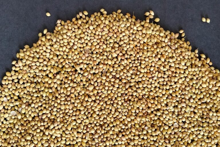 coriander-2